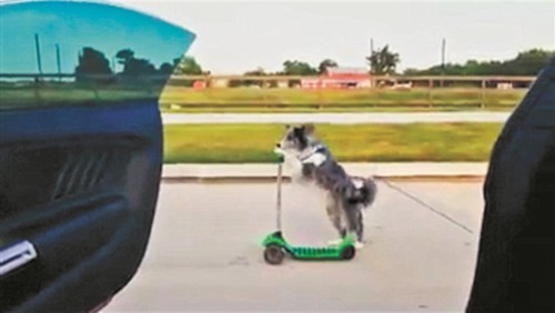 小狗听神曲滑板车上 跳舞炫技萌翻网友
