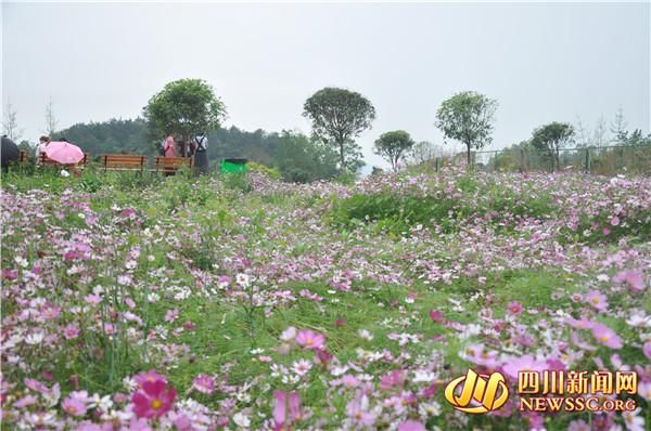 约吗？达州有个成都山 玫瑰花谷花开正艳