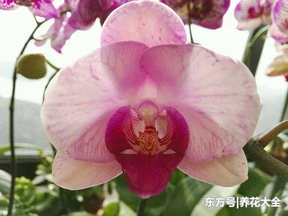 被花友吐槽最难养的3种花,你养过没?生无可恋有没有! - 武汉老徐 - 武汉老徐的博客 被花友吐槽最难养的3种花,你养过没?生无可恋有没有! - 武汉老徐 - 武汉老徐的博客