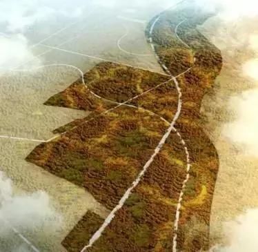 雄安新区万亩造林项目正式开启,都需要哪些苗