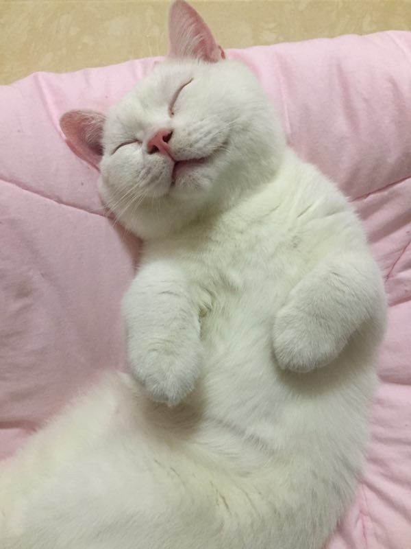 铲屎官来稿 | 如果说橘猫是靠身材吃饭,那白猫大