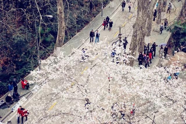 2018武大樱花官方预报！这个月来武汉，邂逅中国最美春天