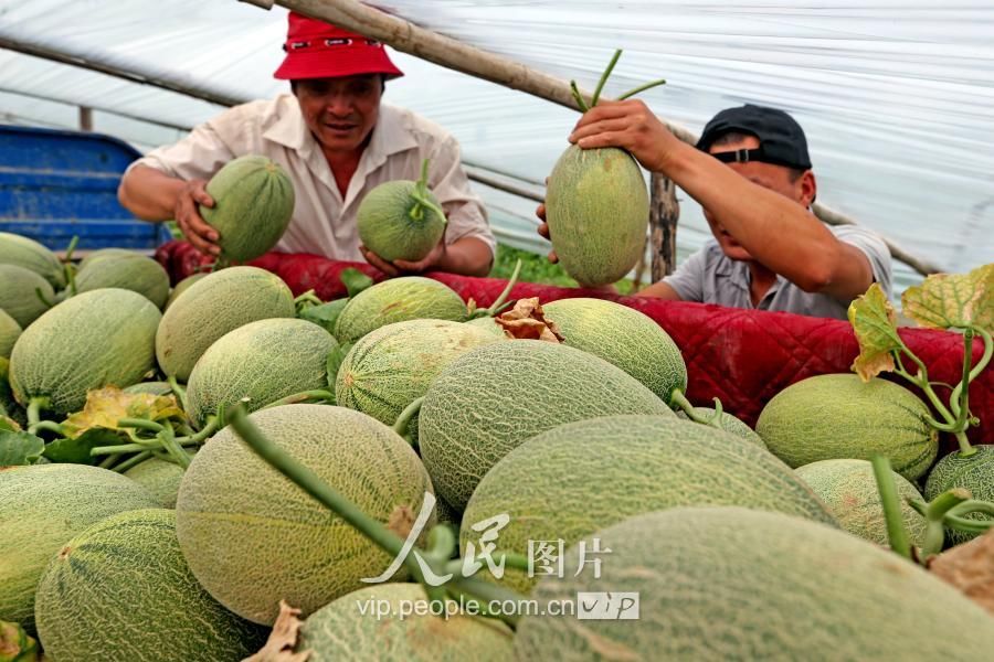 陕西大荔:大棚哈蜜瓜早上市