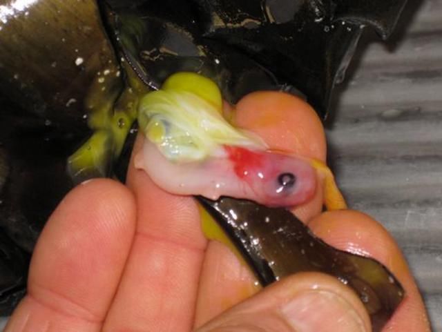 海边发现奇怪螺旋物,男子拿锤子砸开后,下一幕