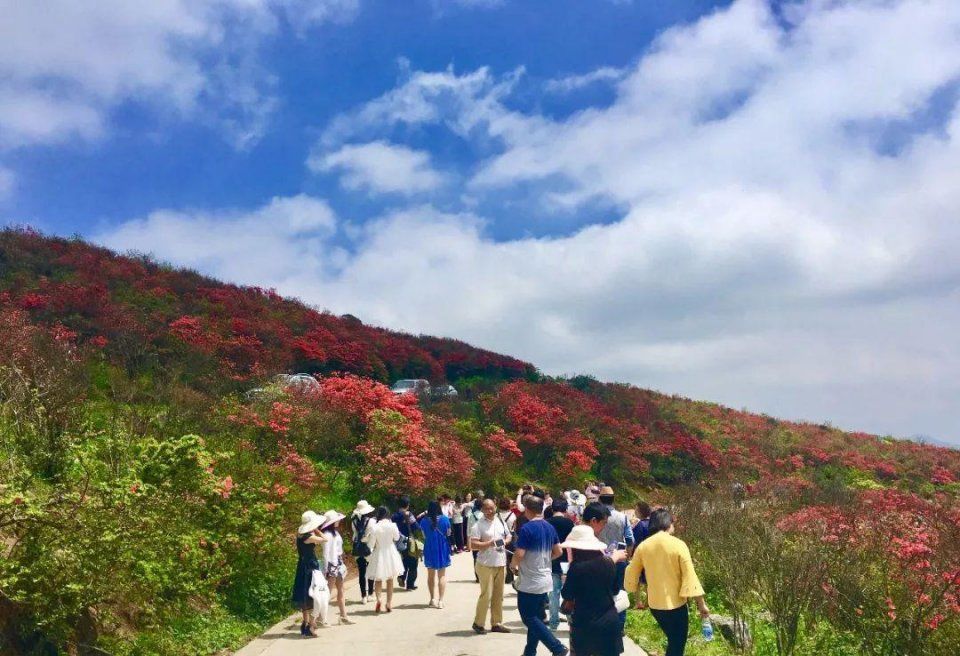阳明山十万亩杜鹃燃爆 “五一”小长假 本周末仍是最佳花期