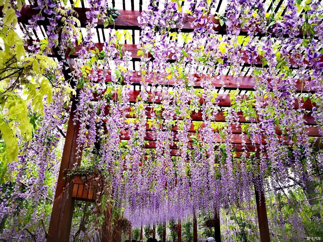 #驭马自由行# 白马登山之旅