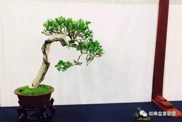 美国国家盆景展佳作赏析