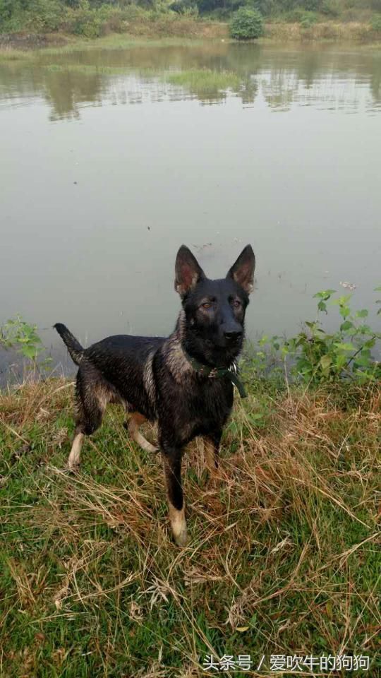 铲屎官们,西德牧羊犬和东德DDR一起养,狗粮每