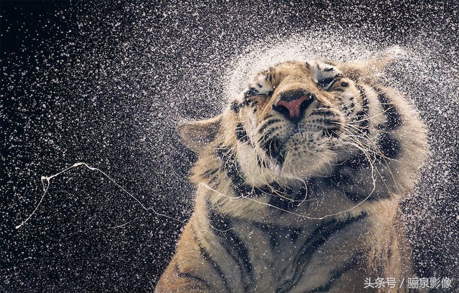 Tim Flach:唤起怜悯之心 充满人性的动物肖像