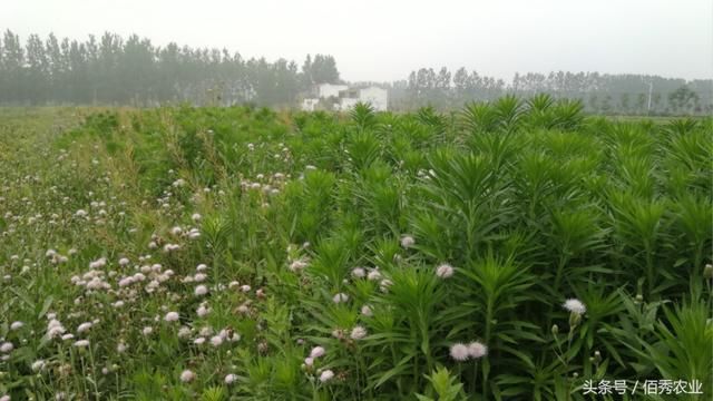 农村人搞农业种植，最怕的是什么？搞不懂就别种地