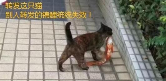 猫咪跑到水池叼走锦鲤,结果却成了表情包,在网上疯狂被转发 九五至尊pt电子游戏