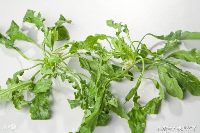 月子里怎么预防发烧?喝点荠菜水