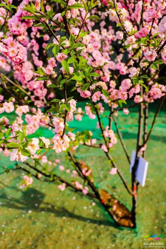 春满中国 醉西安｜春游好去处：在临潼度假区芷阳广场听见花开的