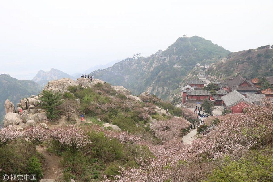 【独家】山东泰安：海棠花开映泰山 漫山遍野如梦似幻