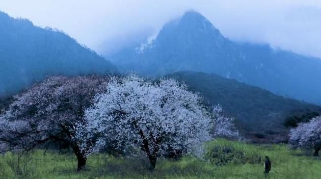 带李子的风景图片