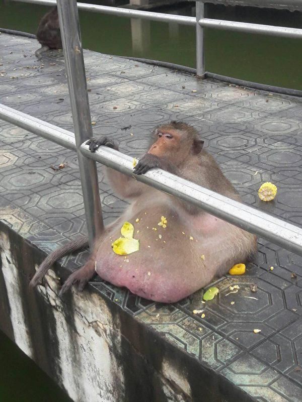 女人怕胖?猴子更怕胖!游客喂食来者不拒 泰猴