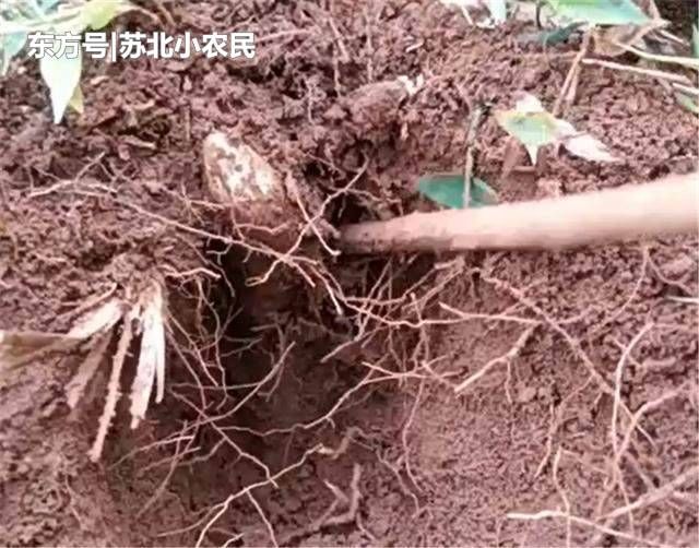 山上有条地缝，村民刨开泥土，地下挖出的“野味”让他发了笔小财