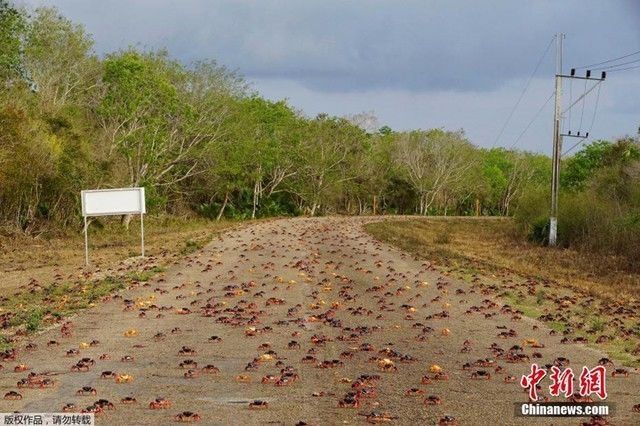 澳洲海胆泛滥成灾，每年请人敲碎6万只，这次中国吃货能拯救世界