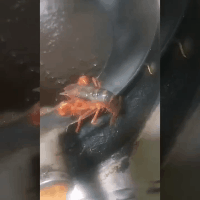 搞笑GIF:传说中的灵魂舞者,终于找到他了 龙八国际娱乐网址