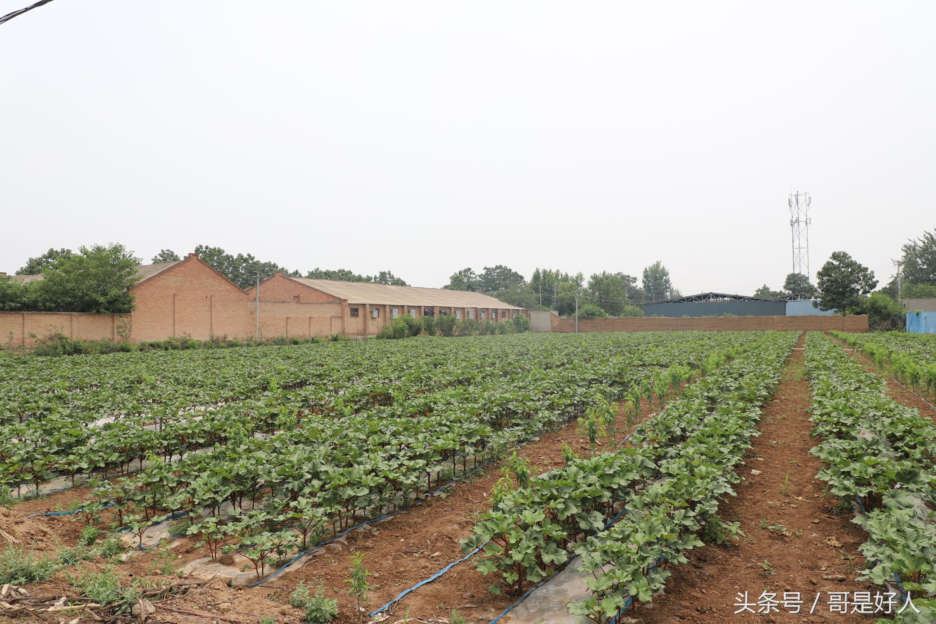 蔬菜界第一大网红秋葵喜获丰收 陕西大荔农民