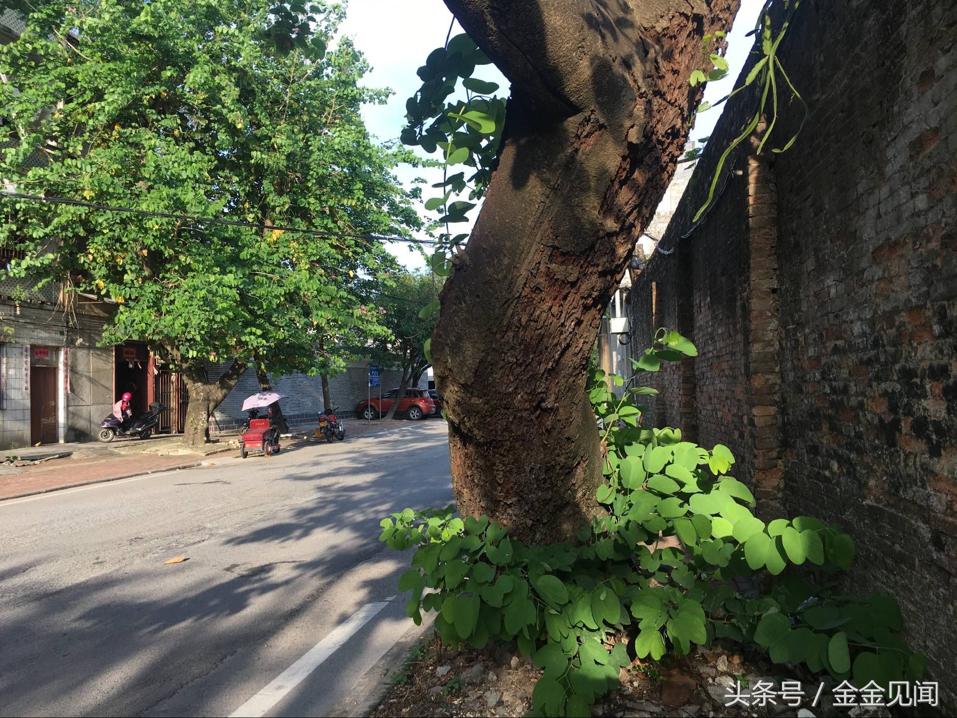 实拍广西钦州:四马路朽木也长得茂盛，见过这么伟大的树吗?