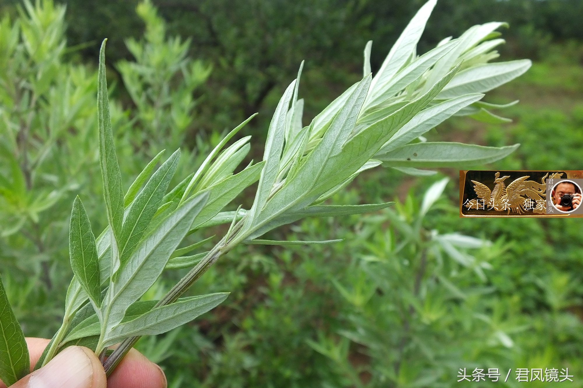 湖北宜昌:乡村路边长满艾蒿，农民不打除草剂!端午时节采割卖钱