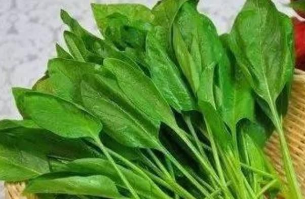 作为养生的四大食材,常吃菠菜可以降低心脏病