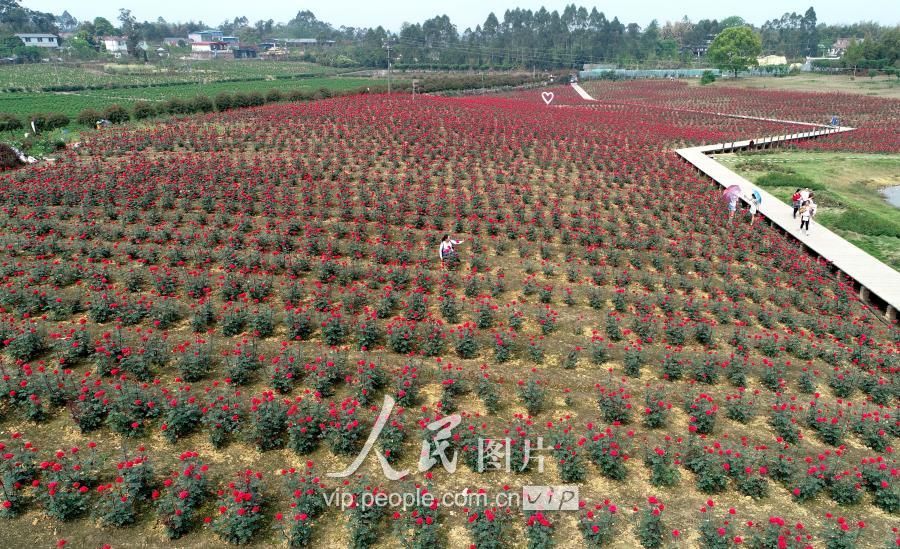 在四川省仁寿县清水镇的花卉产业园里,游客们正在园区的创意区域享受图片