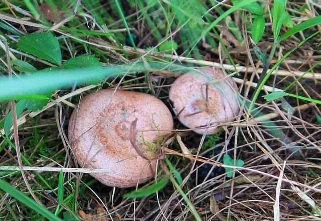 农村过去四大野味,如今花多少钱也很难吃到了,您吃过几种?