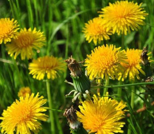 婆婆丁是祛热排毒的高手,但这些副作用万万不