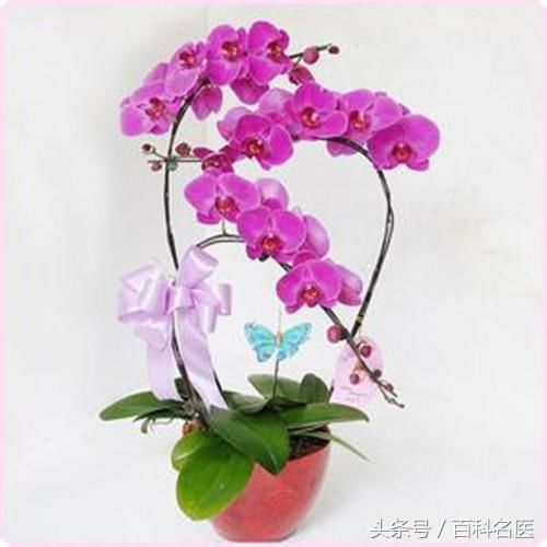 这3种花再好看也不能养在家里!夹竹桃有剧毒为啥还种植?