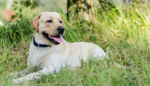 犬类中你最喜欢什么类型的狗呢,可爱呆萌乖巧