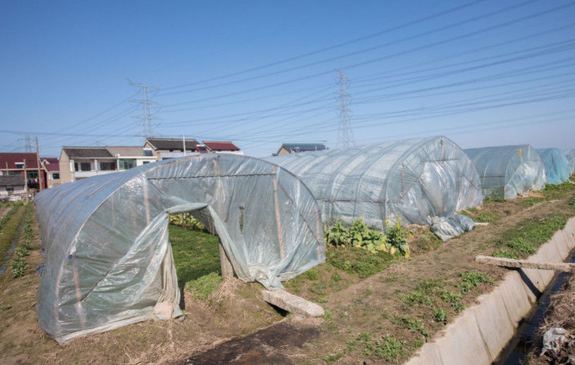 曾经是被嫌弃的野菜，现在价格比肉多贵，你吃过吗？