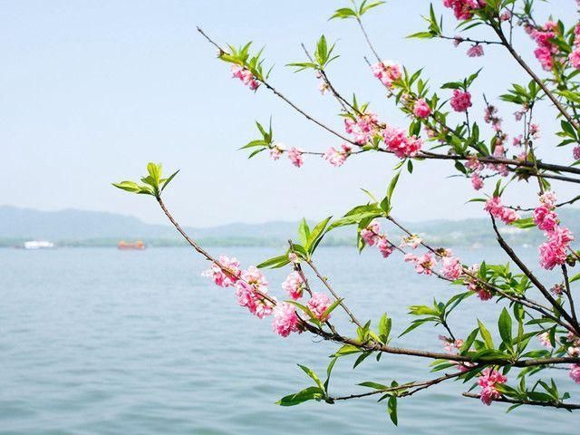 3月赏花之旅:这里的花花世界让游人流连忘返