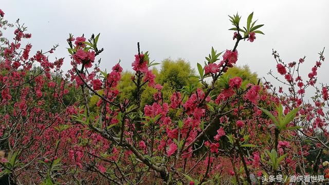 深圳踏青：莲花山公园的桃花正在绽放 你到底约不约？