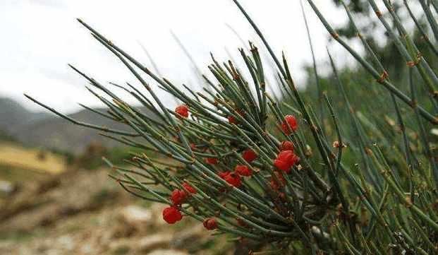 生长在农村的这种野生植物, 价值珍贵, 并且药用价值很高