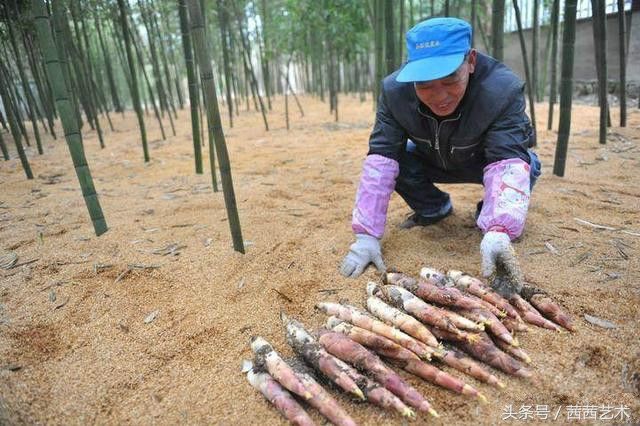 农民种竹子却不卖竹子，照样年赚50万，真是懒人也能赚大钱