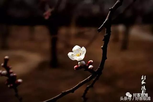 银滩业主摄影作品欣赏《春花灿烂 花香醉人 》