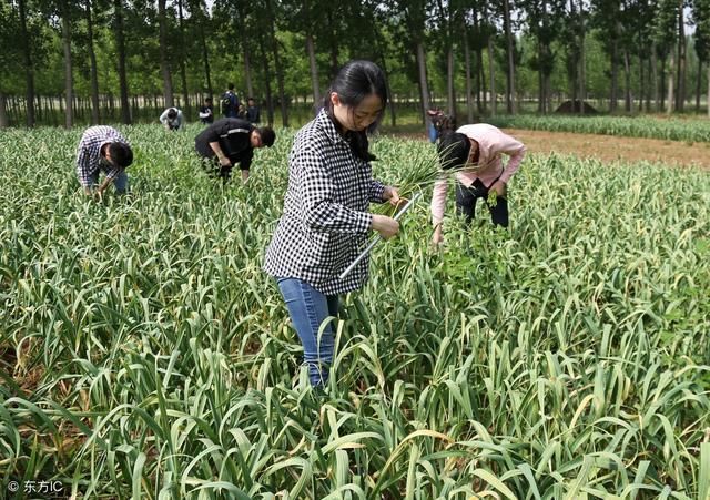 从“蒜你狠”沦为“蒜你贱”，究竟是谁动了农民的“蒜盘”