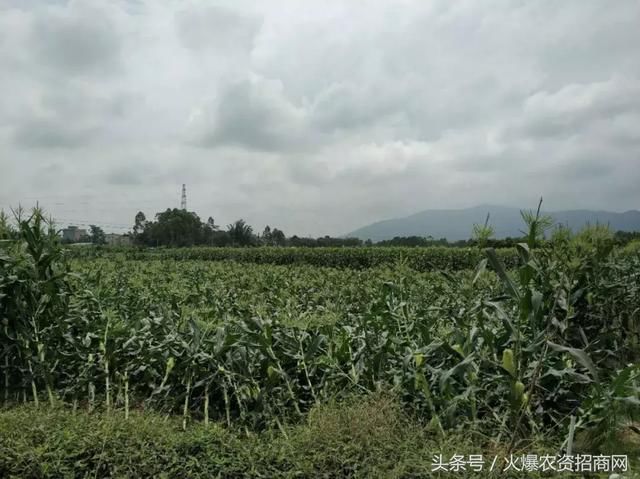 两广狂风暴雨，柑橘树泡水、甜玉米全倒！未来十天，南方仍有强降