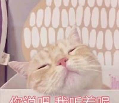 分享一组超可爱的表情猫咪,老夫的玻璃心都表情包红绿灯图图片