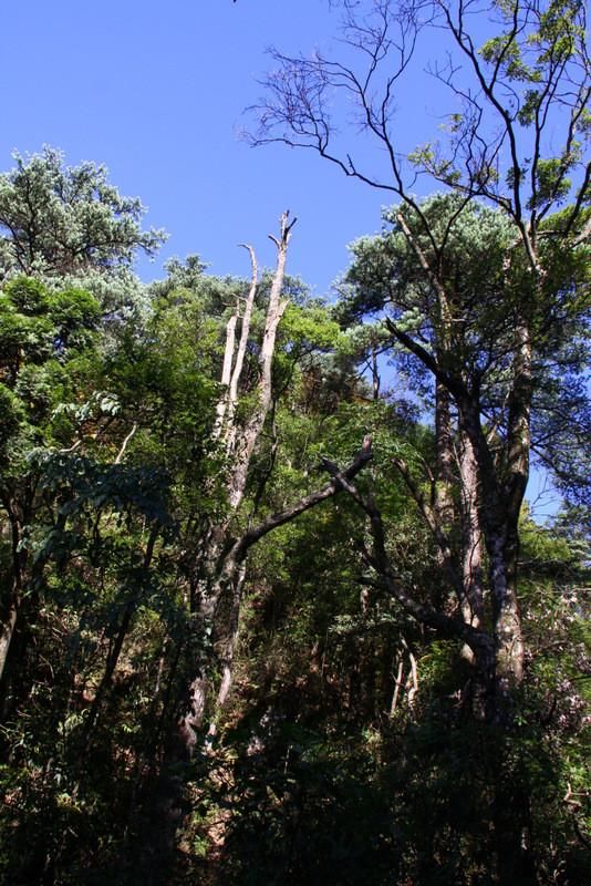 莽山国家森林公园风光