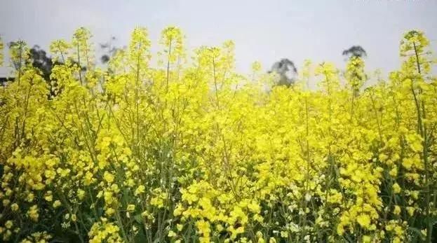 春天看油菜花，在四川不可错过这些金色花海！