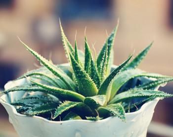 自制去痘印面膜排行榜 前六消灭痘印