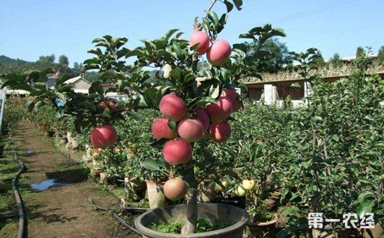 苹果盆景怎么种植?苹果树盆景的制作与养护