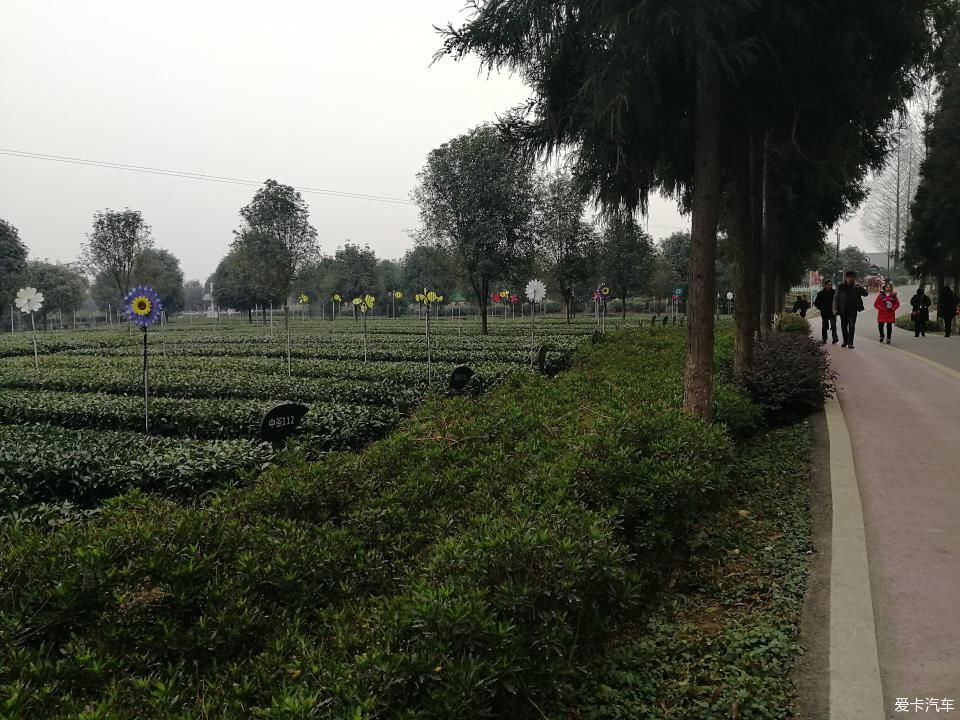 参观牛碾坪万亩观光茶