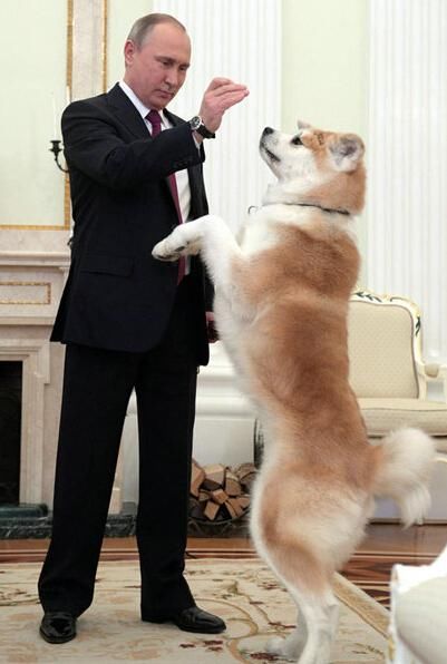 日本首相安倍晋三的秋田犬外交，可为什么那么喜欢送给俄罗斯人