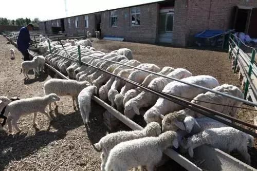 养羊知识:羊羔肚子胀气怎么治疗?羊身上爱起脓