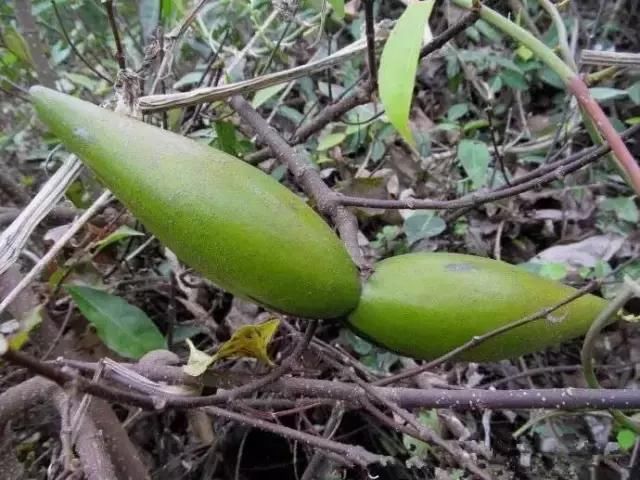 警惕!傣族农村最常见的八种剧毒植物:见血封喉、断肠草……_【快资讯】