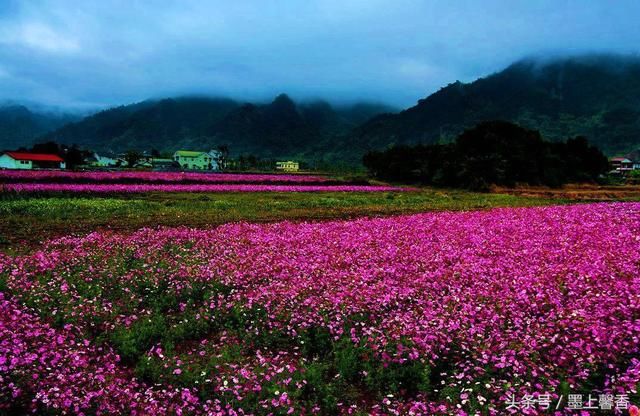 绝美花海为你，许下美丽的心愿